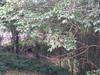 Sitio Bairro Jaboticabal 3 casas . Area 17,9 ha