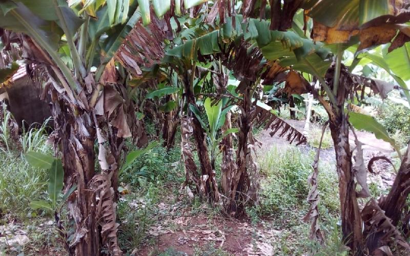 Casa  com pomar e agua de mina . Bairro Assumpção